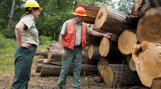 Sustainable Forestry
